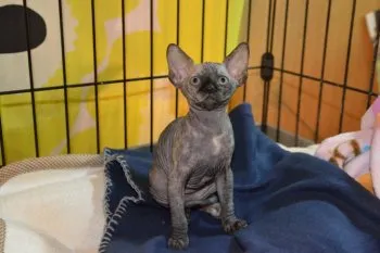 しが 様のお迎えした子猫