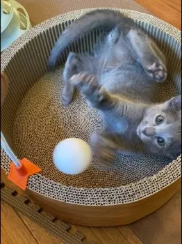 H.Y 様のお迎えした子猫