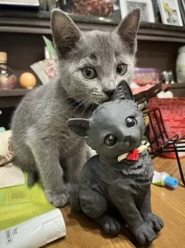 ハチワレ 様のお迎えした子猫