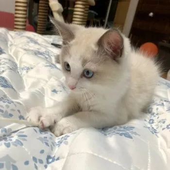 サチコ 様のお迎えした子猫