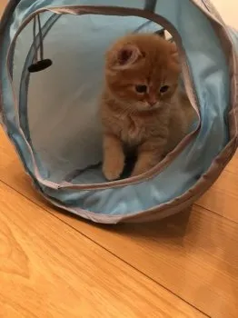 こた 様のお迎えした子猫