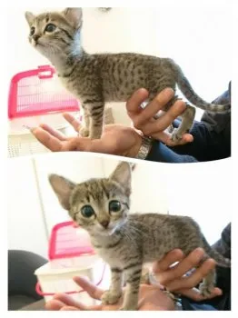 ちびお 様のお迎えした子猫