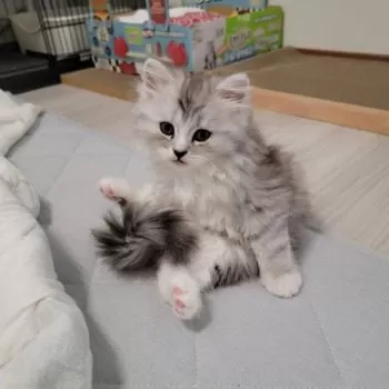 M.F 様のお迎えした子猫