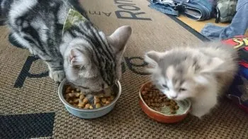 広さん 様のお迎えした子猫