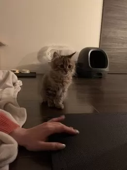 R.Y 様のお迎えした子猫