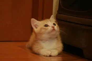 yossy 様のお迎えした子猫