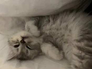 Ｉ.T 様のお迎えした子猫