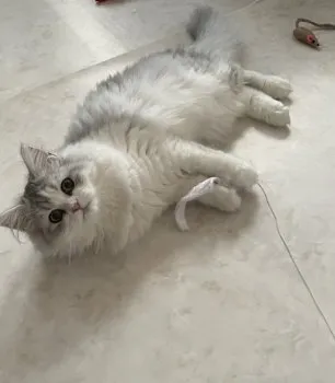 Tちゃん 様のお迎えした子猫