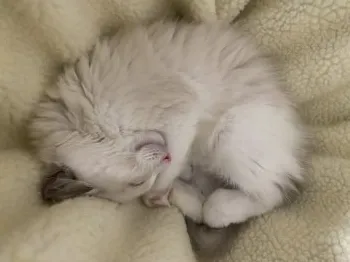 モナ 様のお迎えした子猫
