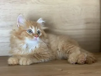 vallon 様のお迎えした子猫