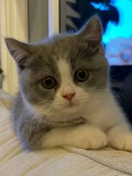 リラ 様のお迎えした子猫