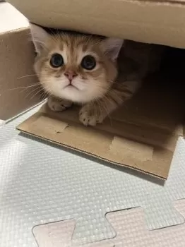 ぺこ 様のお迎えした子猫