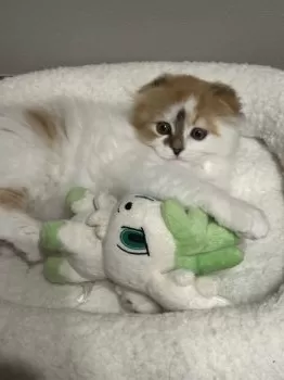 とび 様のお迎えした子猫