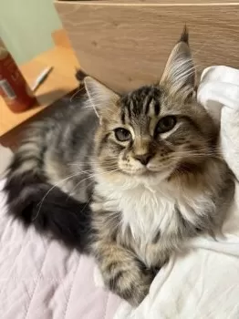 Y.O 様のお迎えした子猫