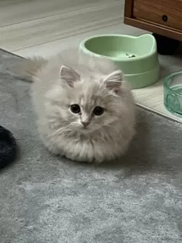 I.I 様のお迎えした子猫