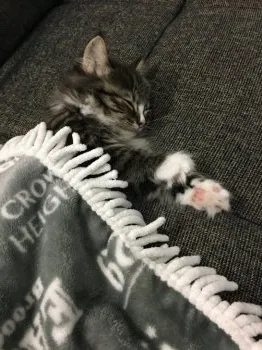 さく 様のお迎えした子猫