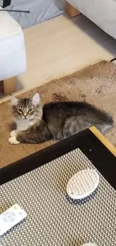 K.K 様のお迎えした子猫