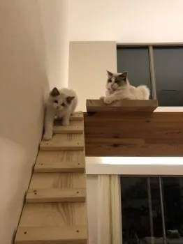 ちぃこ 様のお迎えした子猫