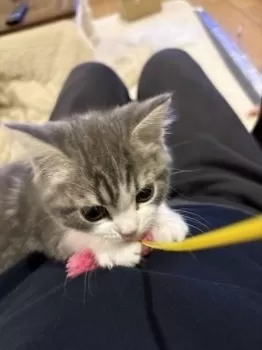 M.O 様のお迎えした子猫