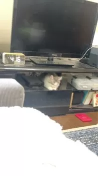 H.Y 様のお迎えした子猫