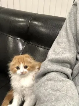 k.t 様のお迎えした子猫