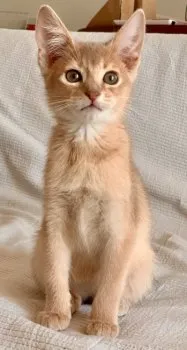 C.H 様のお迎えした子猫