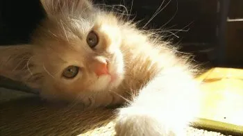 しょう 様のお迎えした子猫