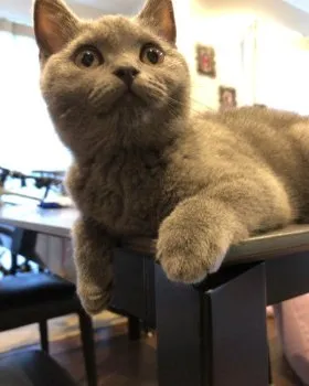 みそ 様のお迎えした子猫