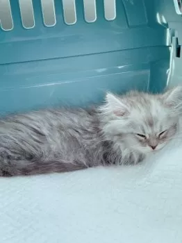 K.Y 様のお迎えした子猫