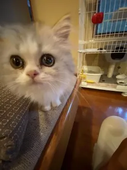 タニイ 様のお迎えした子猫