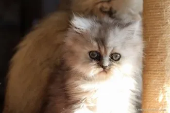 H.K 様のお迎えした子猫