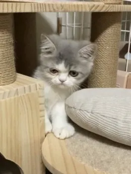 ぽてち 様のお迎えした子猫