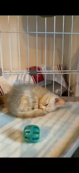 H.T 様のお迎えした子猫