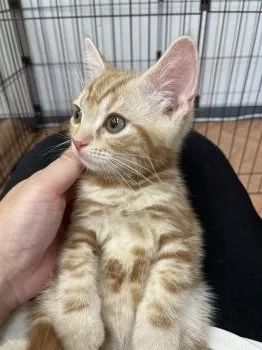 リリマム 様のお迎えした子猫