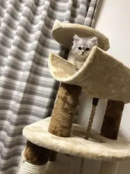 みかん 様のお迎えした子猫