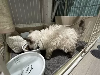 K 様のお迎えした子猫