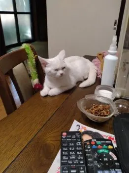 sambutler 様のお迎えした子猫