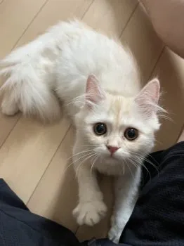 ゆゆゆ 様のお迎えした子猫