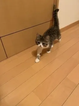 N.H 様のお迎えした子猫