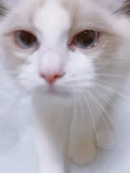 なー 様のお迎えした子猫