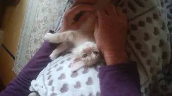 シズ 様のお迎えした子猫