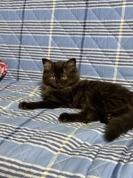 ねこねこピアノ 様のお迎えした子猫