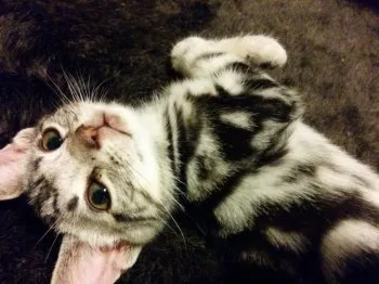 ロジにゃん 様のお迎えした子猫