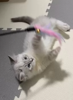 J.S 様のお迎えした子猫