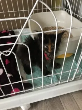 a. 様のお迎えした子猫