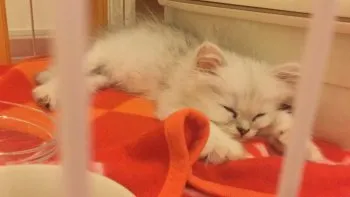 るー♪ 様のお迎えした子猫