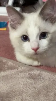 マロン 様のお迎えした子猫