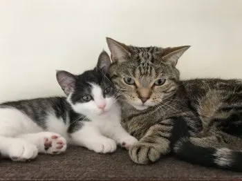 (=^x^=) 様のお迎えした子猫