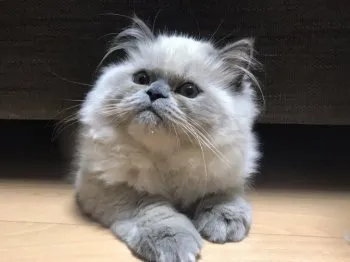 ゆめちゃんママ 様のお迎えした子猫