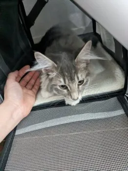 ムウ 様のお迎えした子猫
